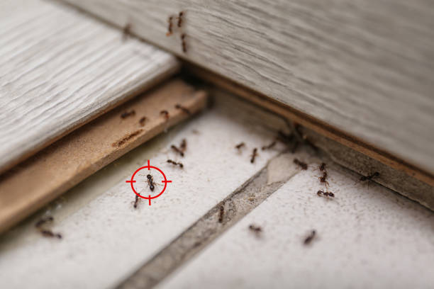 Best Best Pest Control Companies  in Nellieburg, MS